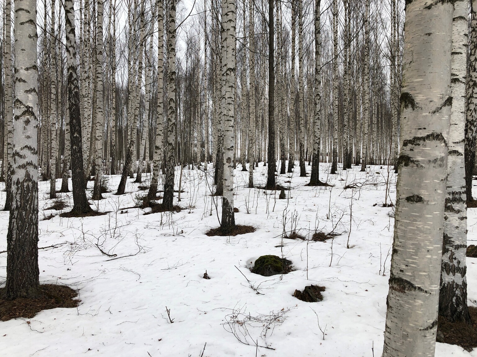 Stories from birch production 
