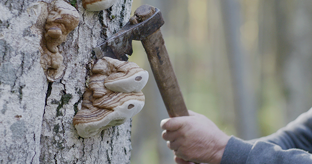 Av soppen knuskkjuke kan ein lage det fløyelsmjuke materialet amadou. Foto Mari Koppanen Av soppen knuskkjuke kan ein lage det fløyelsmjuke materialet amadou. Foto Mari Koppanen