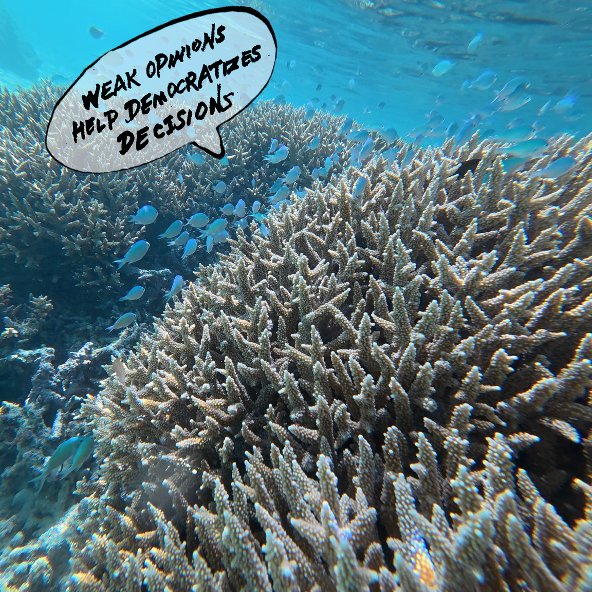 Zheng Bo, The Political Life of a Coral Lagoon 1, 2025. Still of video (2K, colour, sound, 15 min)