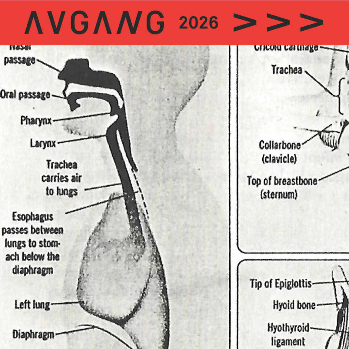Avgang 2026: Joanna Blanckaert / Percussive ‘ives’