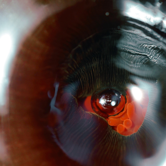 Forum Dans #11 Nicolaus Gansterer: Sensing Agencies on Shaken Grounds