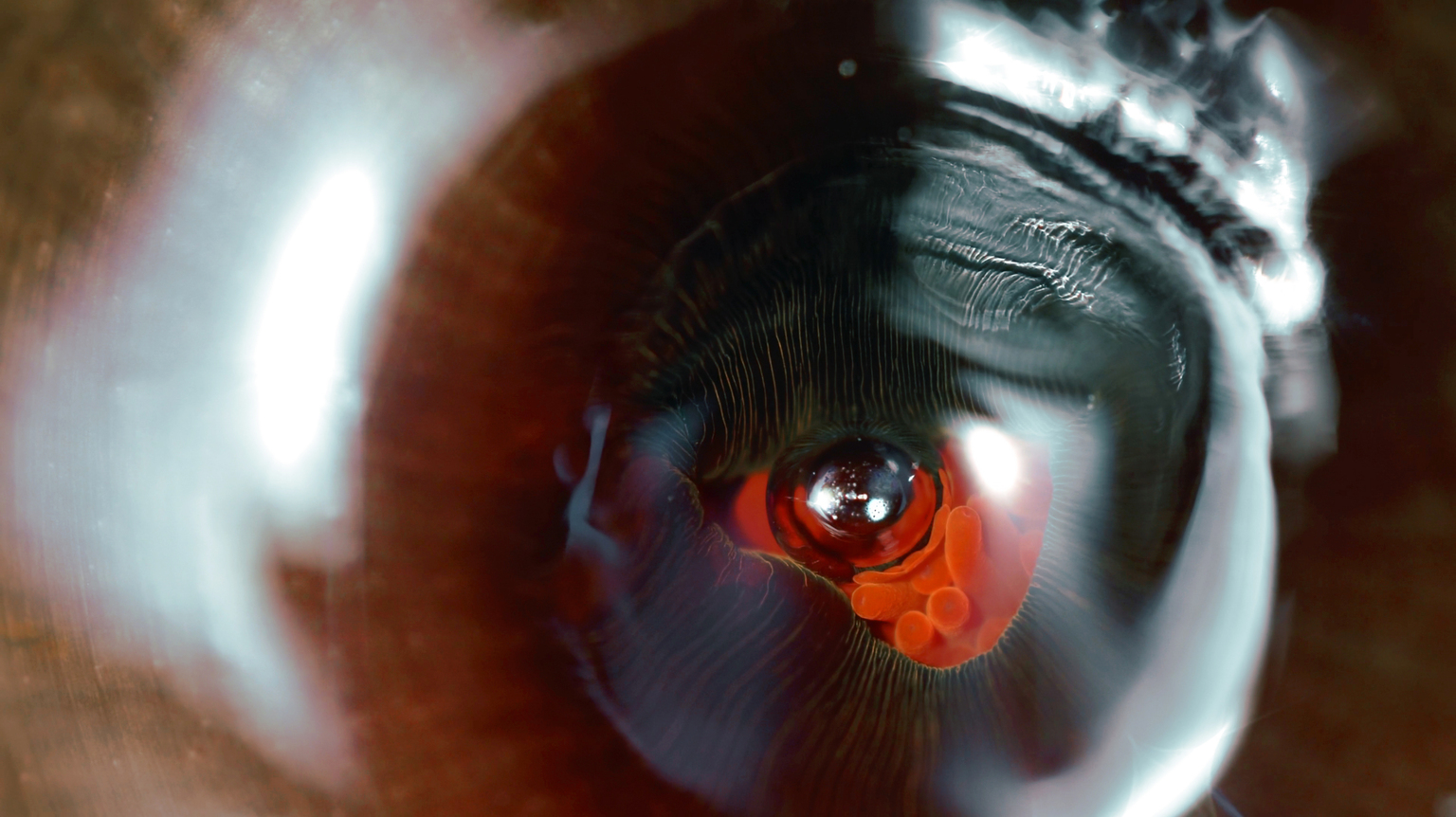 Nikolaus Gansterer - Sensing Contingent Agencies, 2025